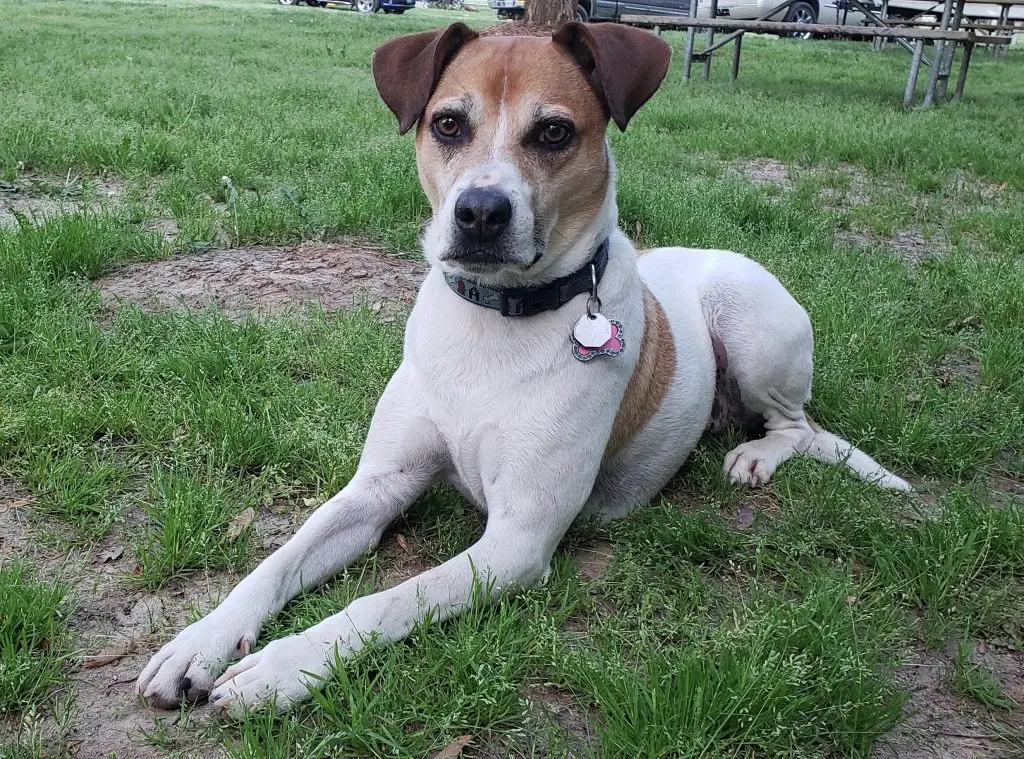 Photo by My Dogos Life of Zuzana's white and light-brown dog Bafi lying in grass