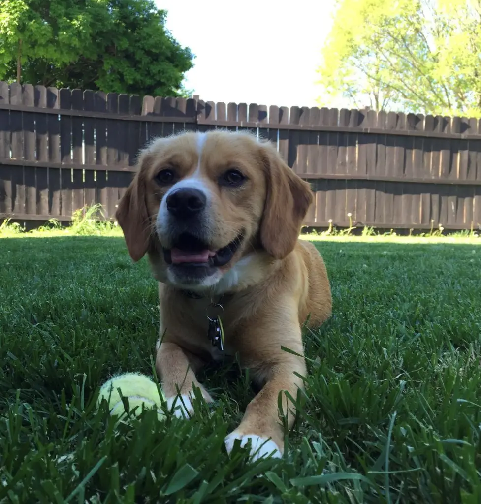 Photo by My Dogos Life of Zuzana's white and light-brown dog Bafi lying in grass in front of a brown fence