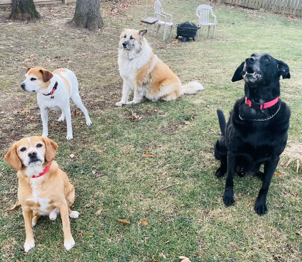 Four dogs outside owned by Zuzana Schneider of My Dogos Life